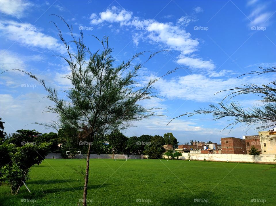 A pine tree in the lawn with blue sky