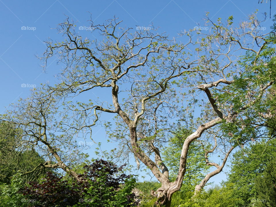 A bare tree amongst trees with leaves.