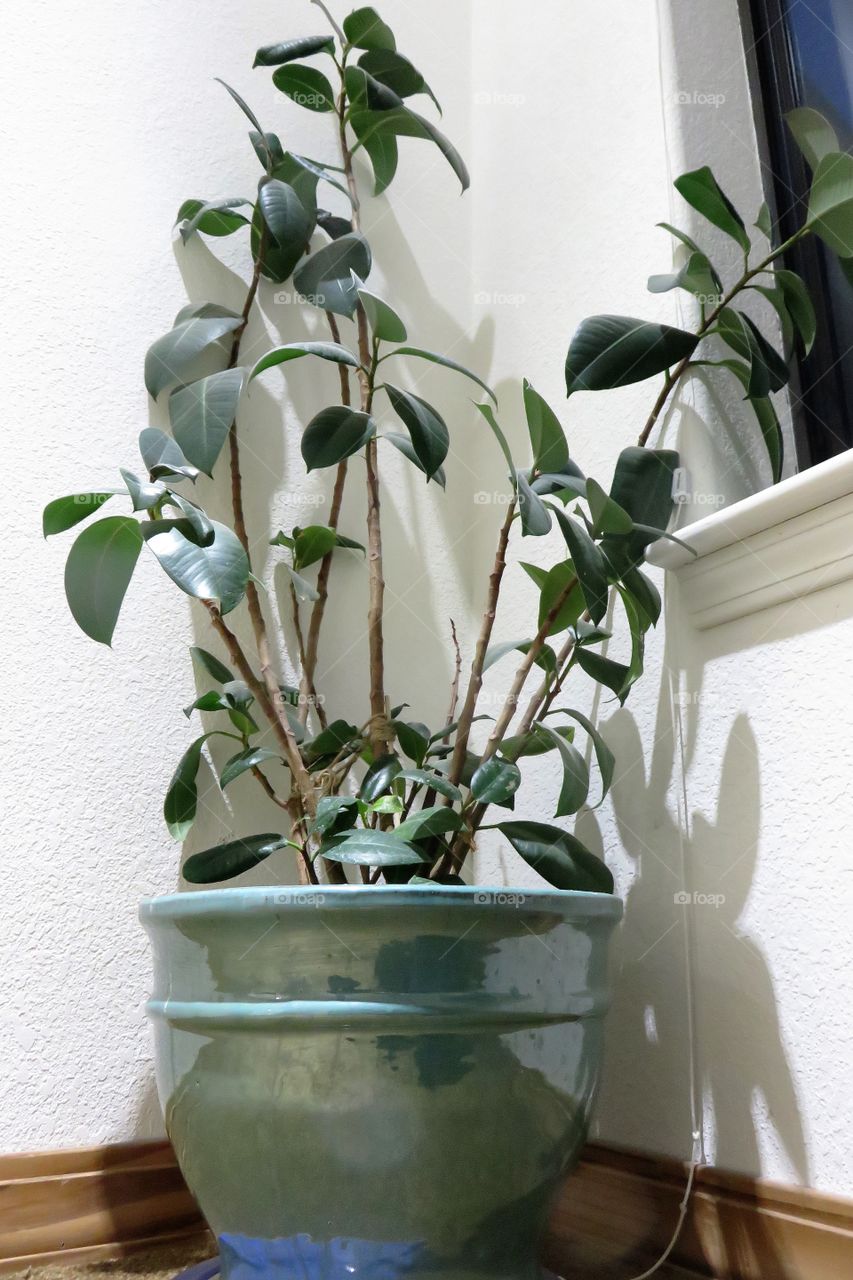 House plant