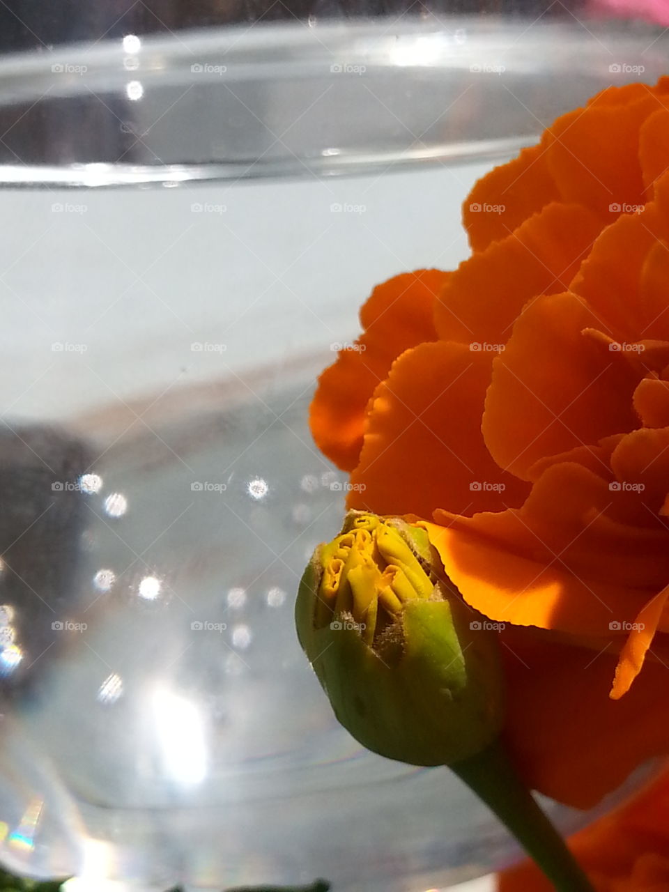 Water Glass with Orange Bloom