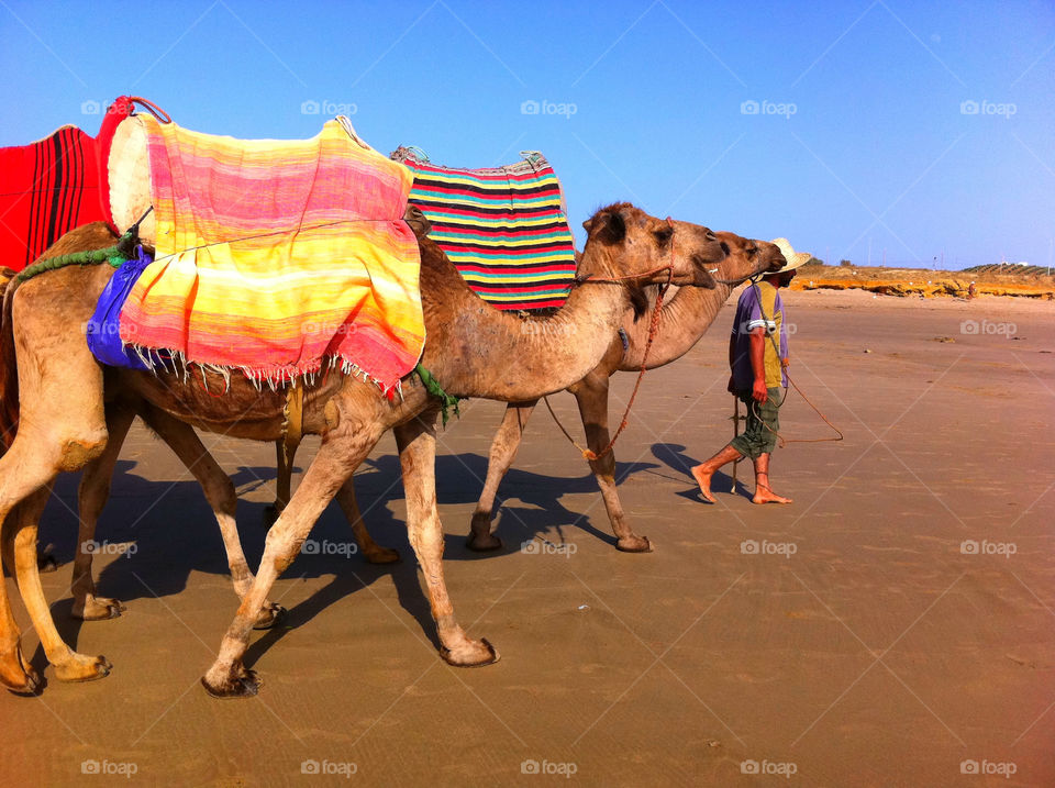 beach cloth mammals colours by magmovies