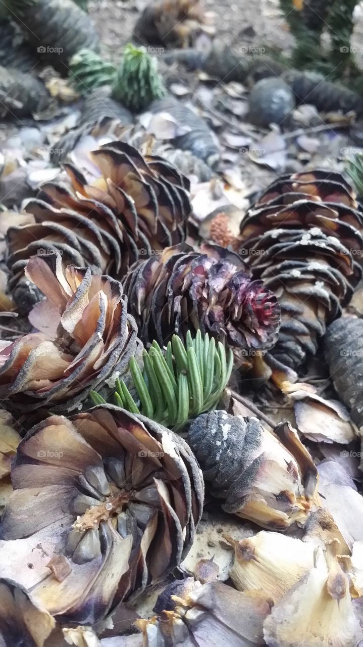 Pinecone Collage