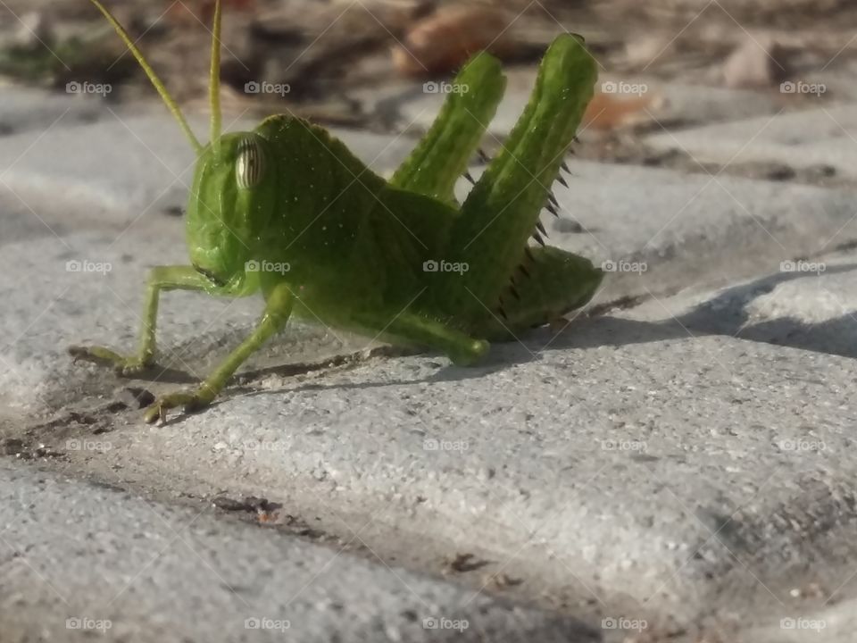 Grasshopper