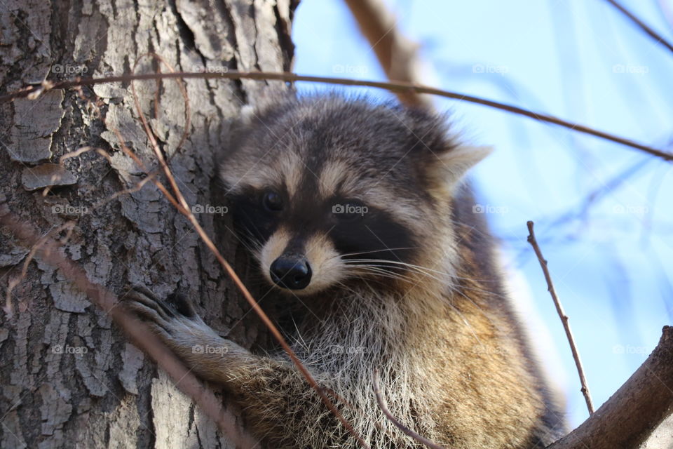 Tree hugger