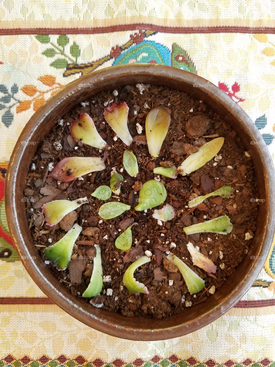 growing succulents