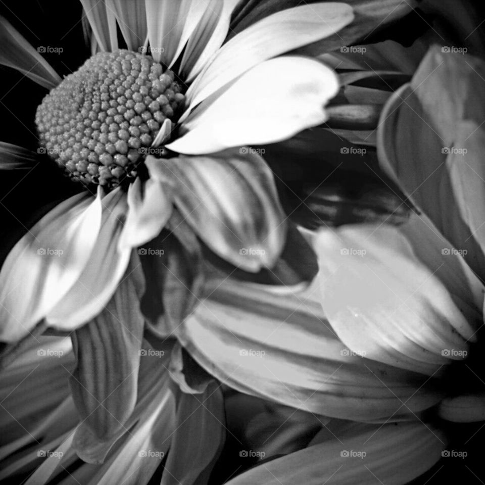 Monochrome, Flower, Nature, Flora, Black And White