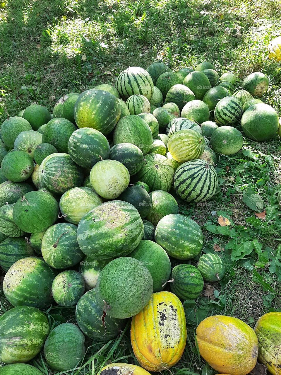 harvest of watermelons