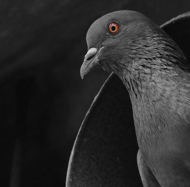 pigeon