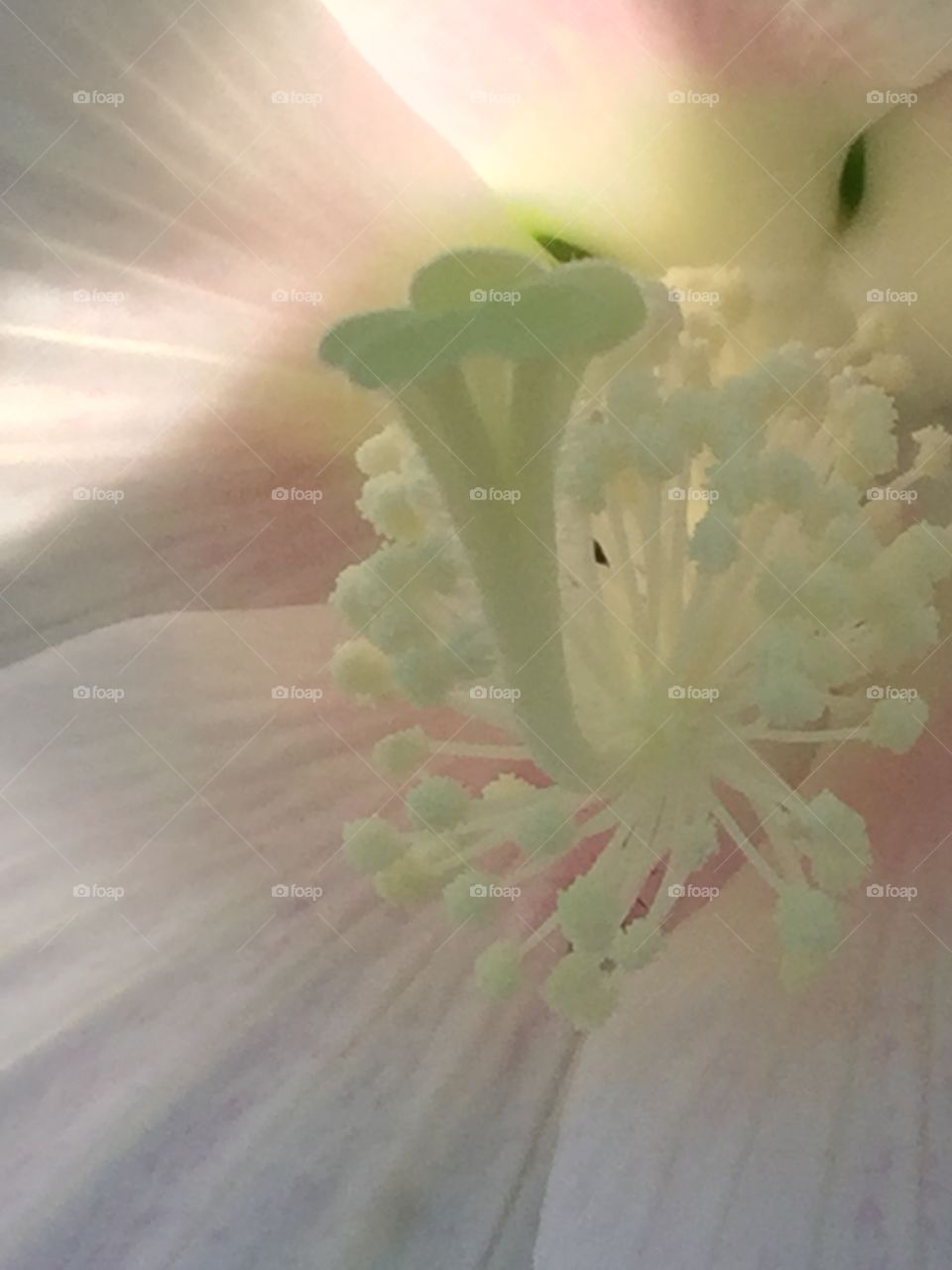 Pastel Bloom