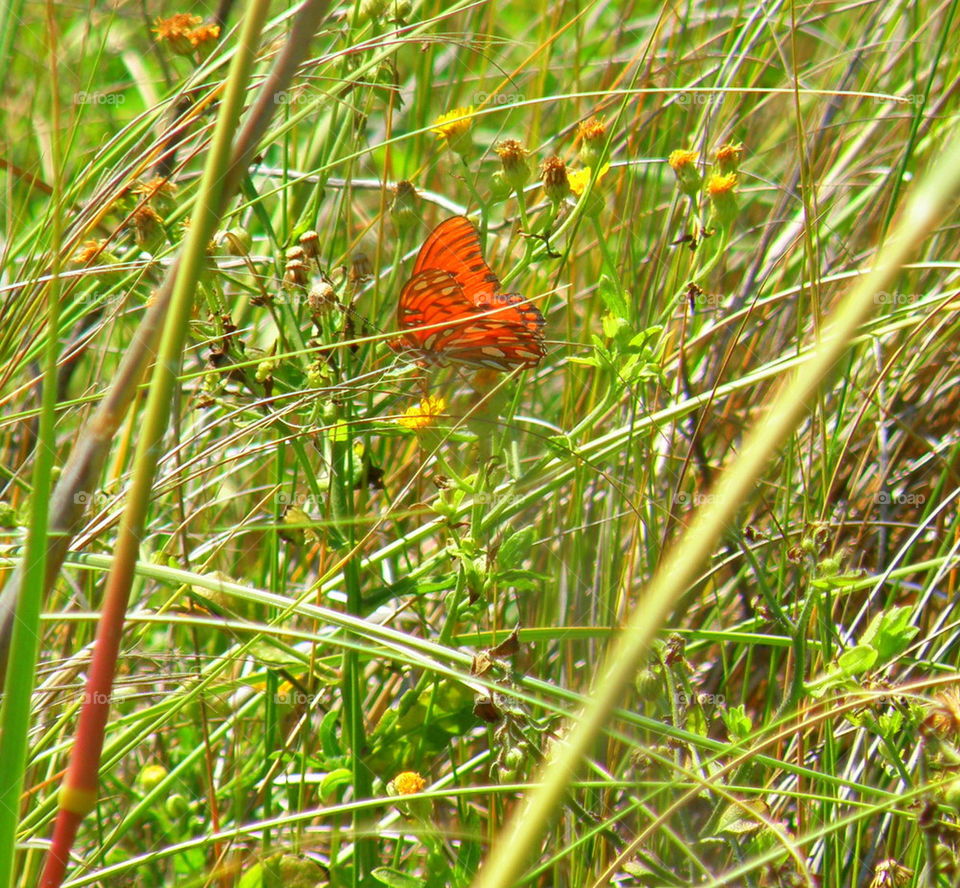 Lost in the grass is