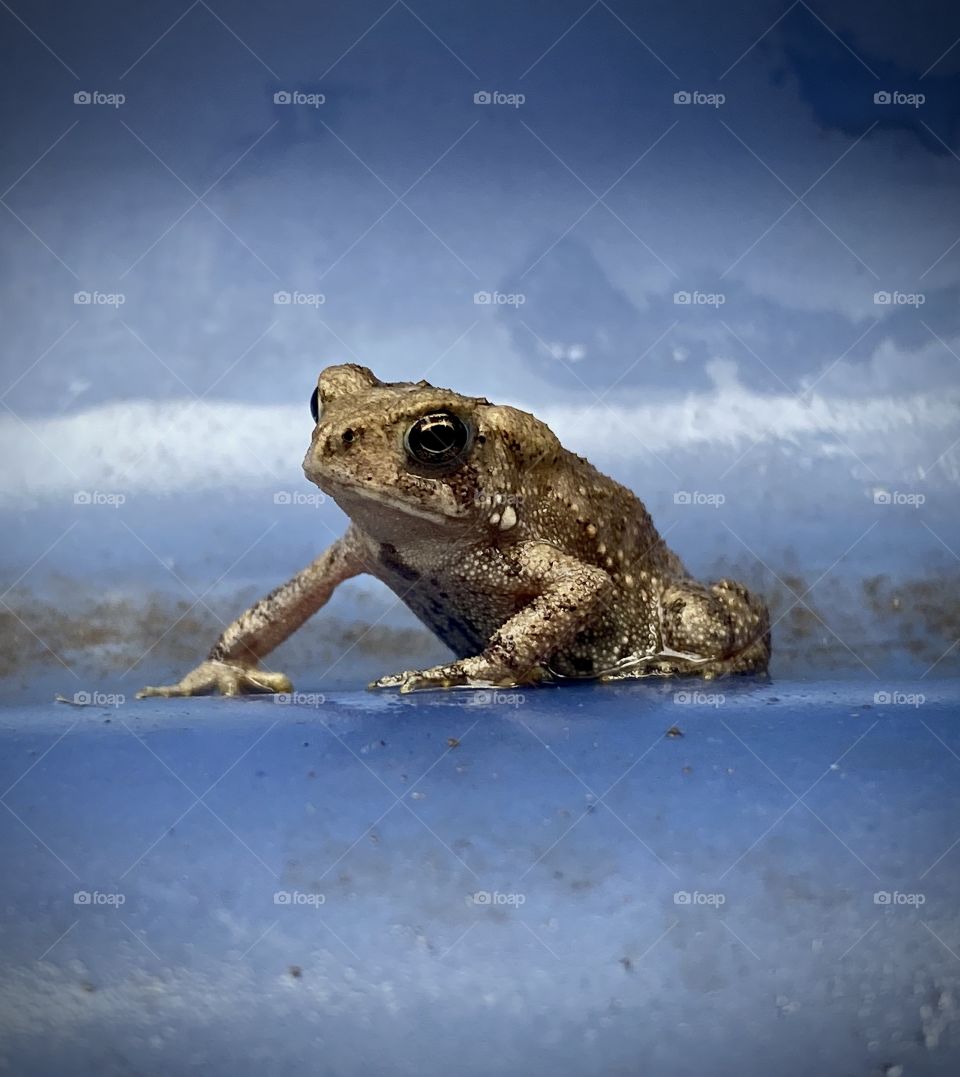 Lonely Toad