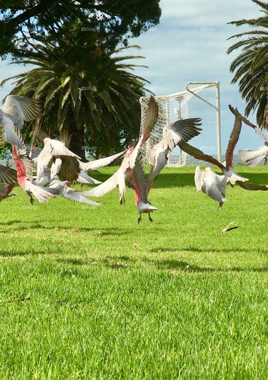 Flock of wild Pink Galahs parrots, motion, flight, movement, South Australia 