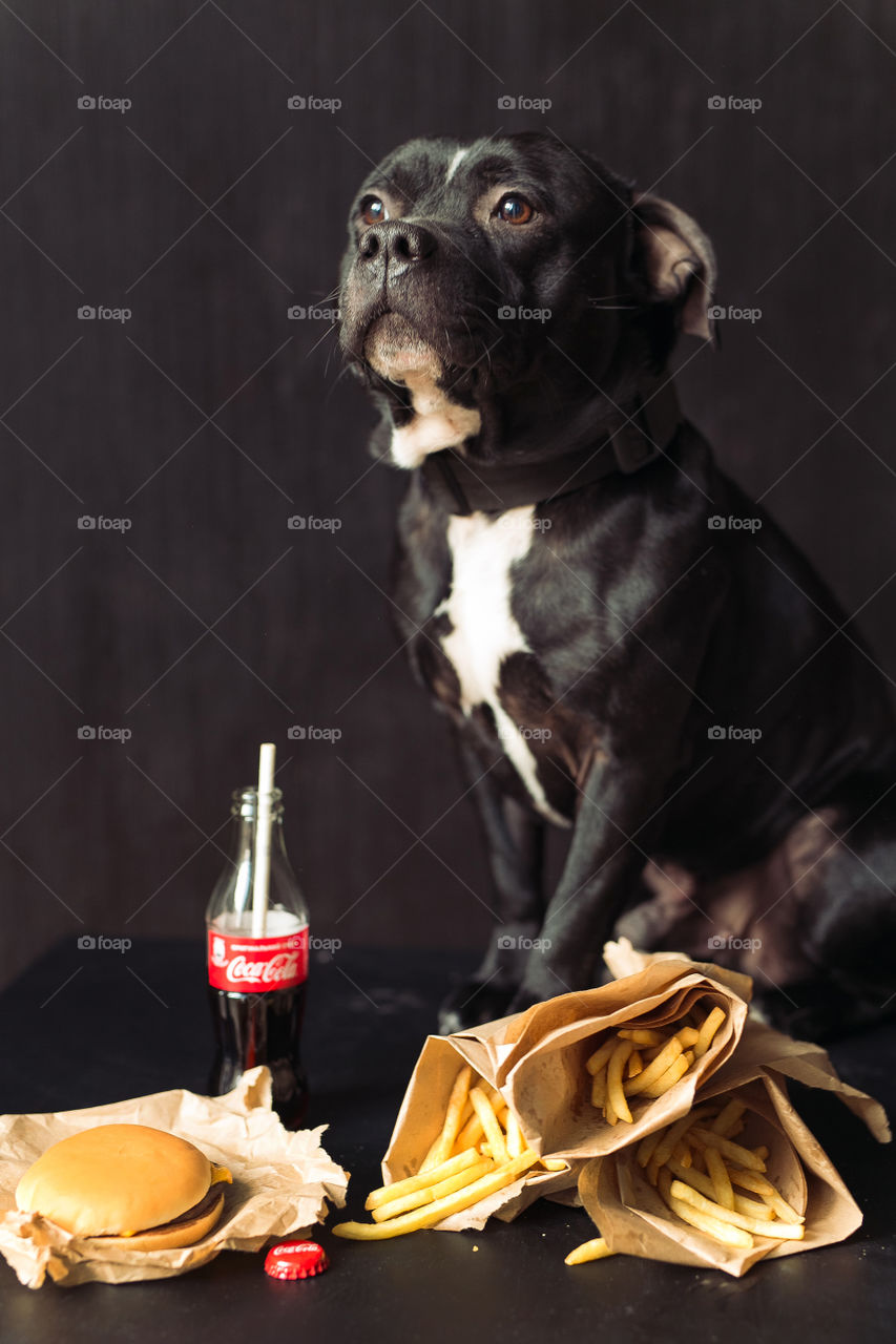 Cute dog with tasty food, bottle of Coca-Cola, black style 