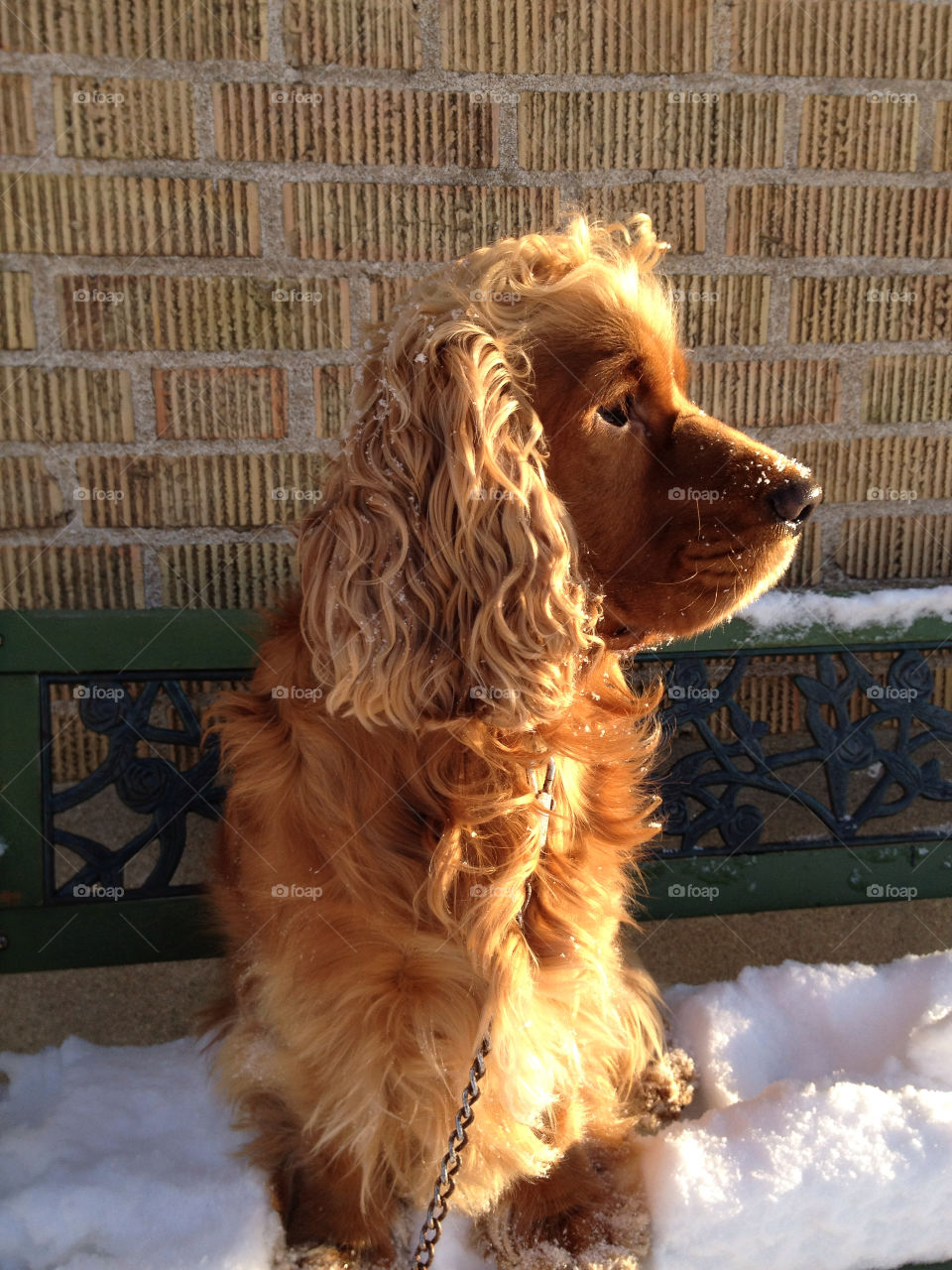 snow dog sunshine by liselott