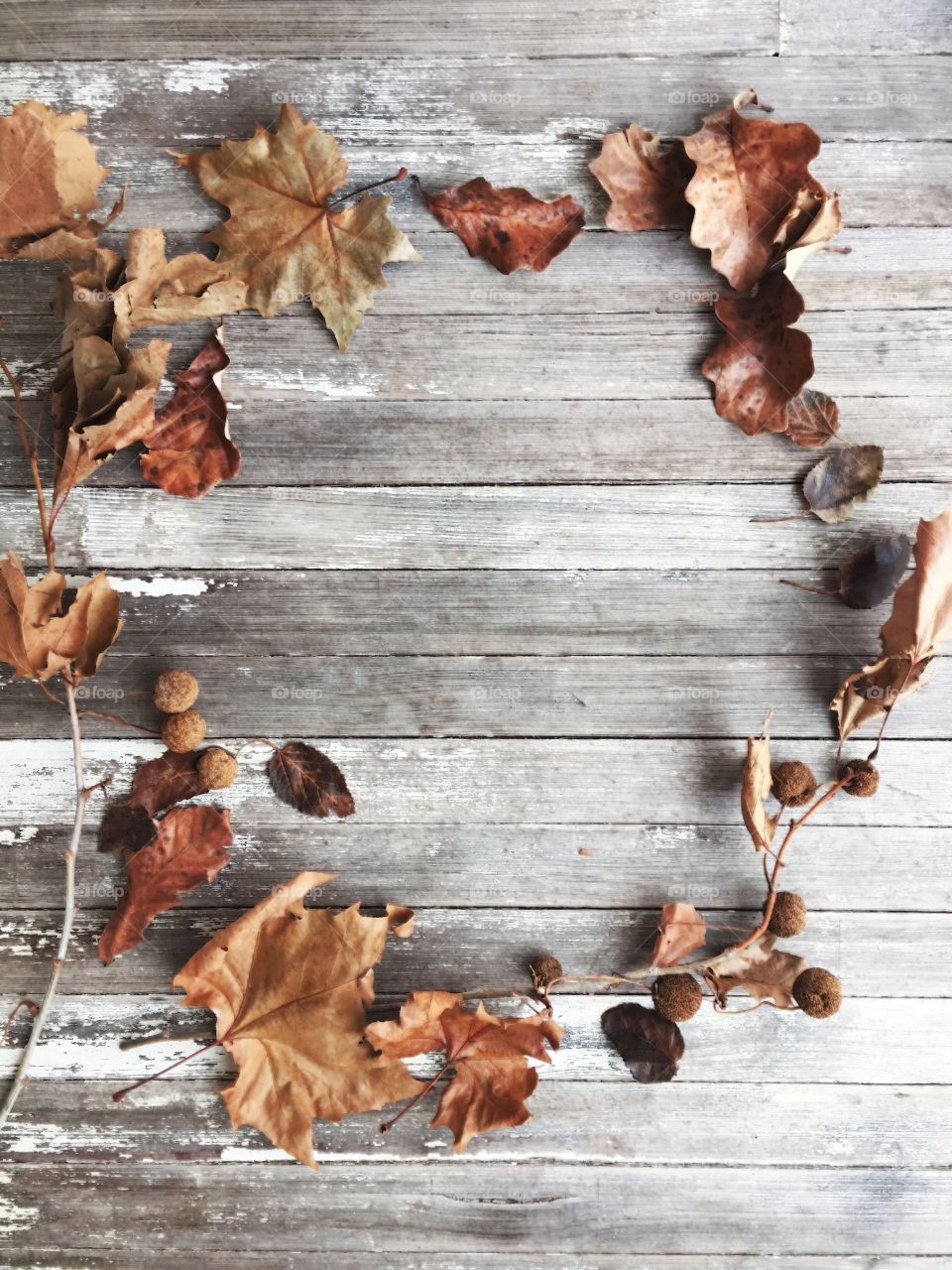 Dried leaves and Sycamore tree seed balls on small branches arranged for copy space on a weathered wooden surface