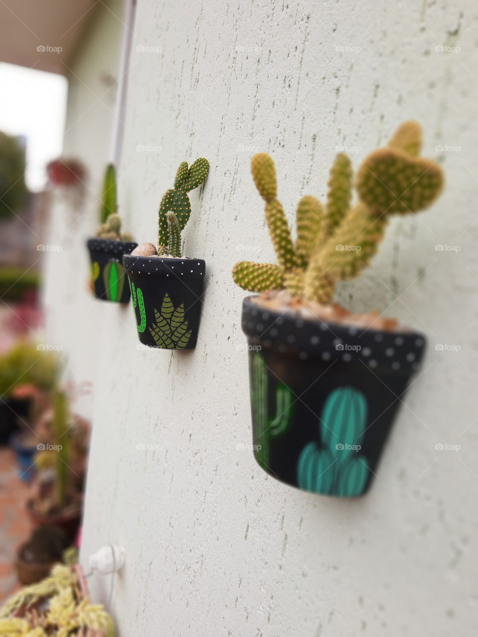 cactus in lovely pots