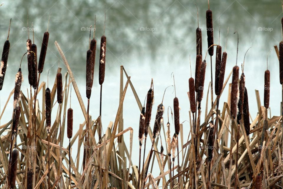 Reed on a winterly Afternoon