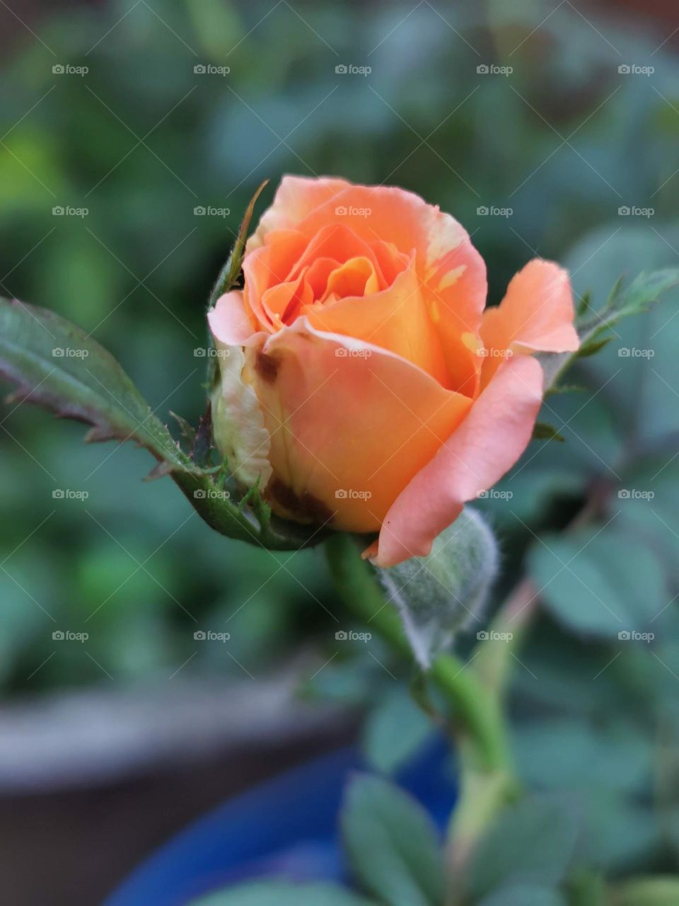 Flower # rose 🌹