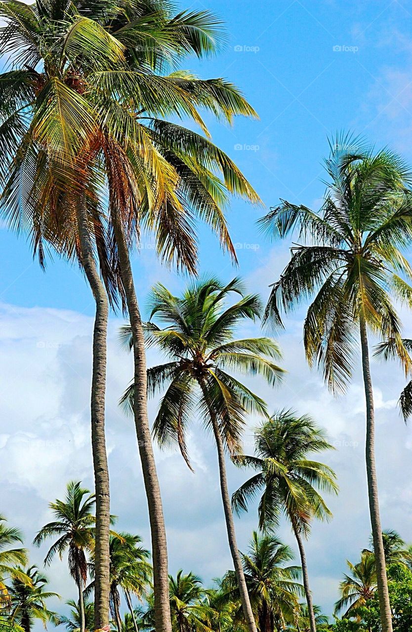 Palms of Puerto Rico
