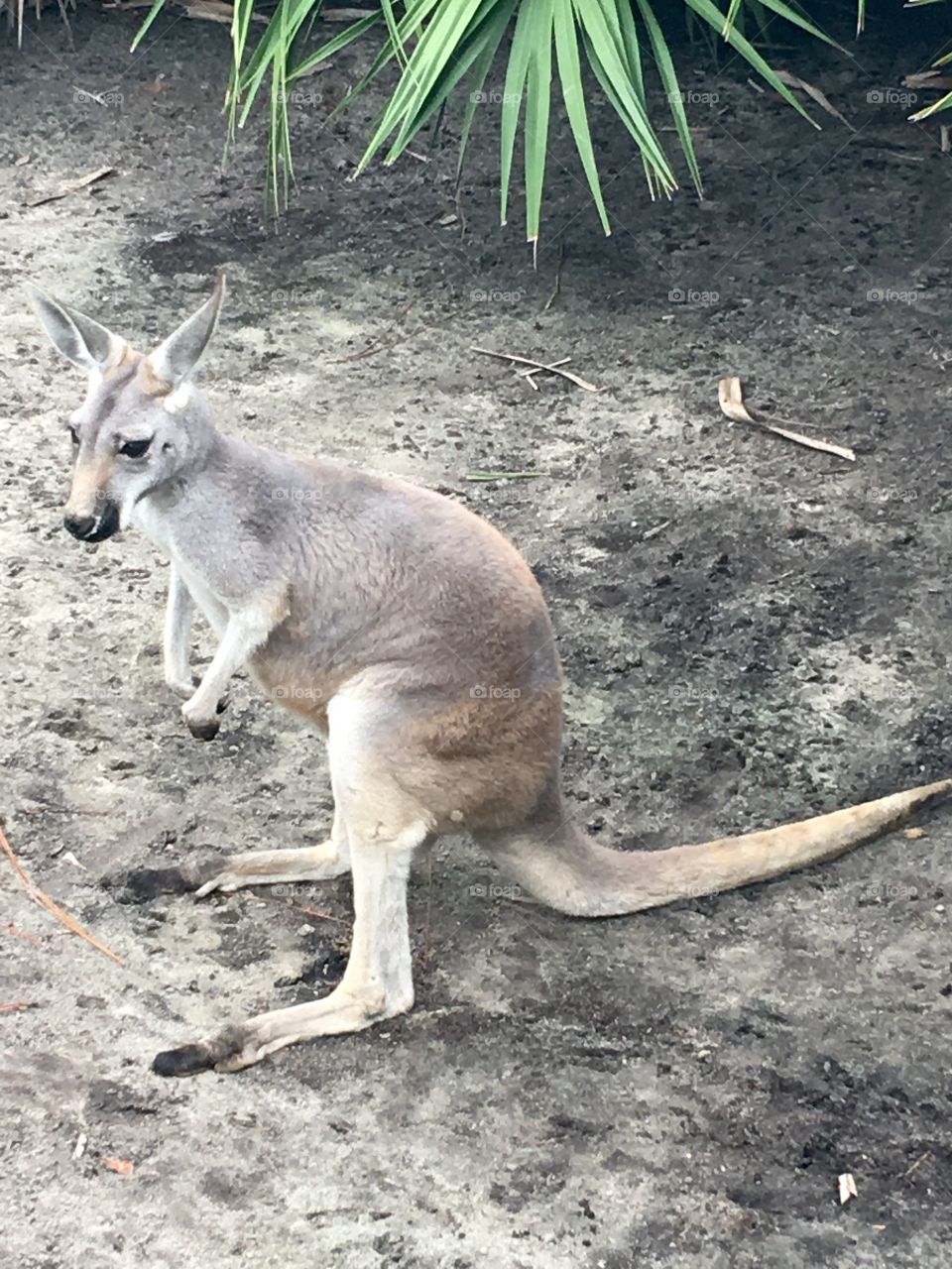 Kangaroo Brevard Zoo
