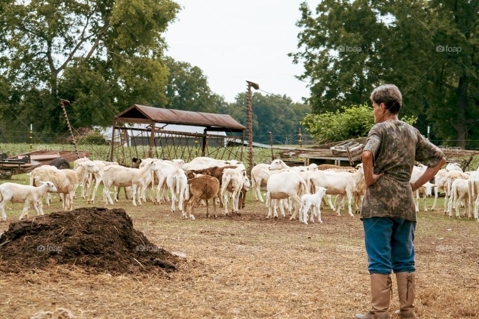 Shepherd Checks on Flock
