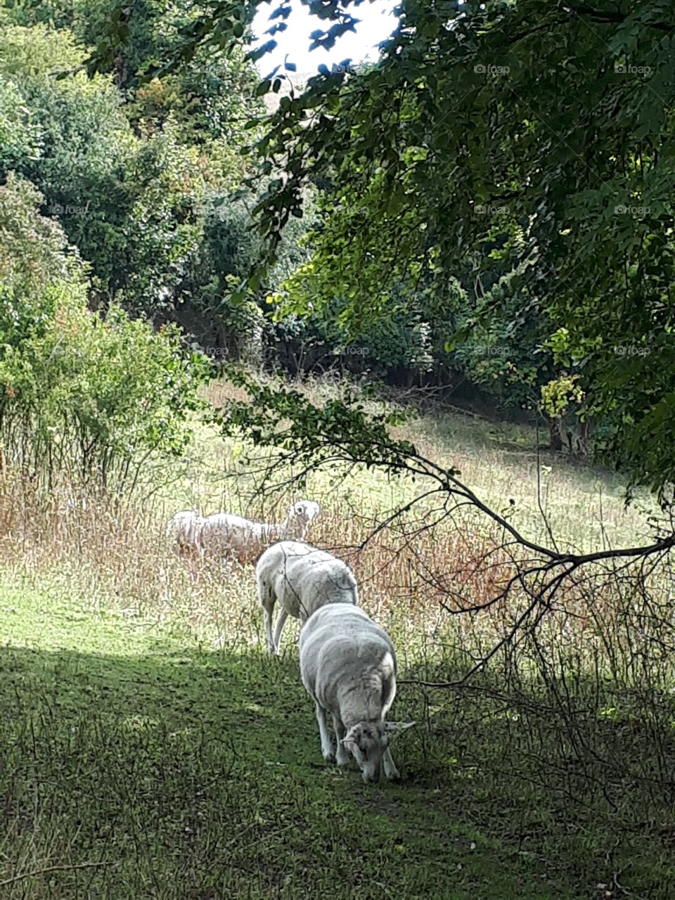 Woodland Sheep