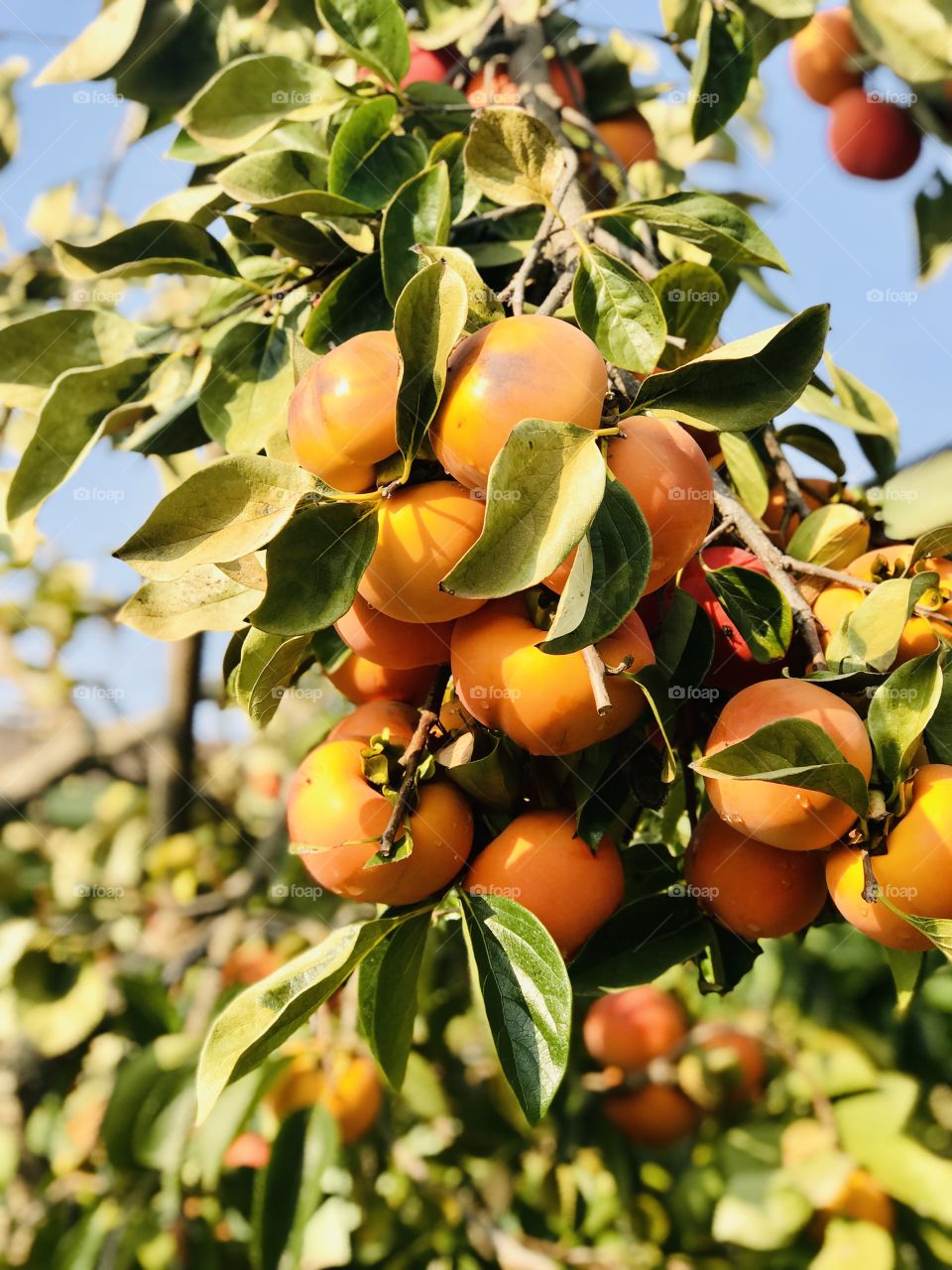 A clash of persimmons 