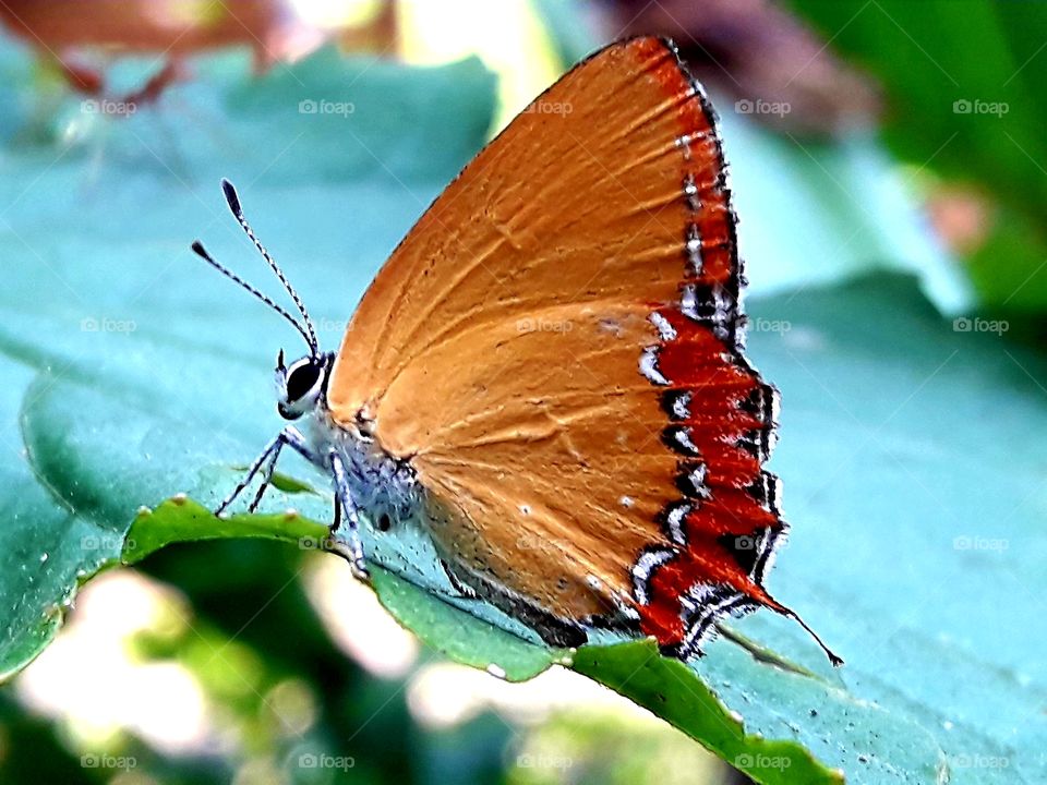 A beautiful butterfly sitting on a green leaf