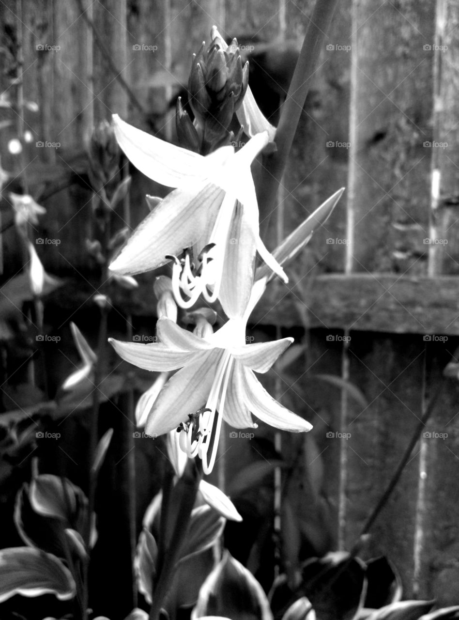trumpet flower. a pretty flower that grows near my driveway