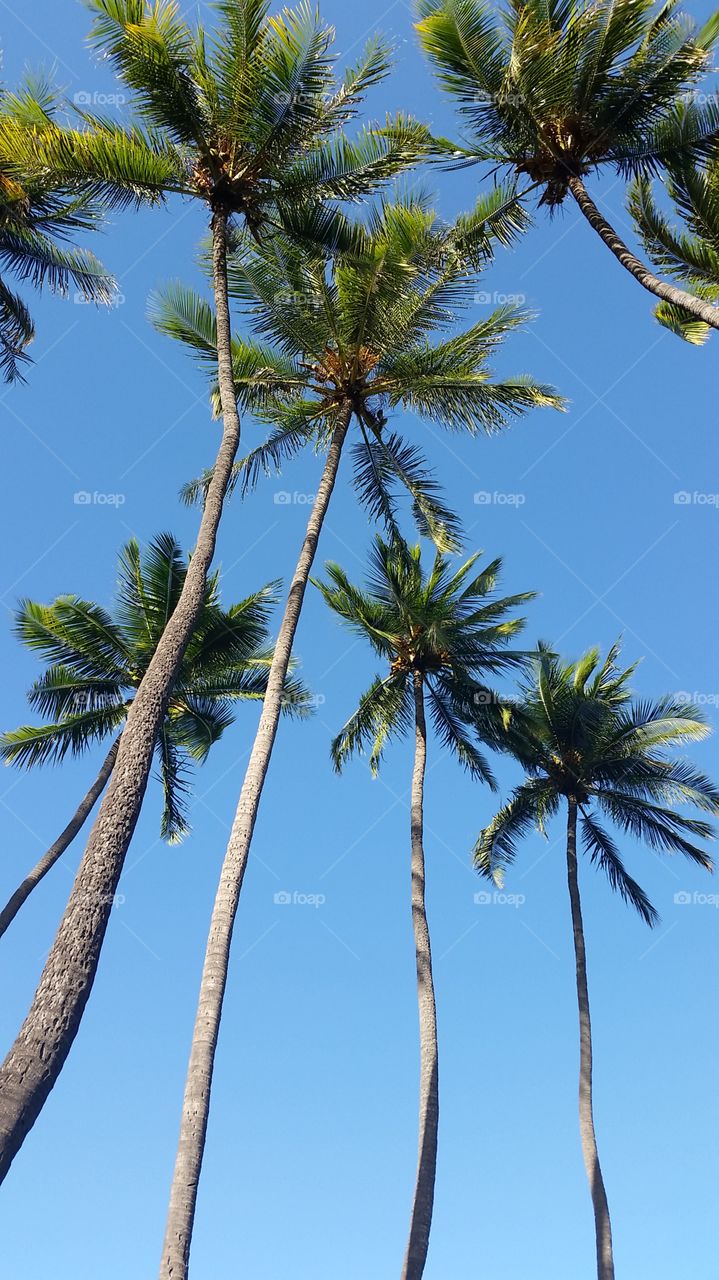 Low angle view of a palm trees
