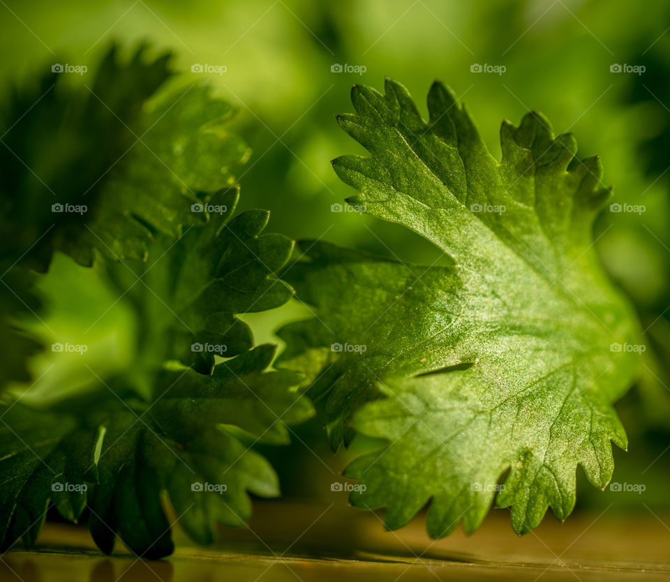 Coriander 