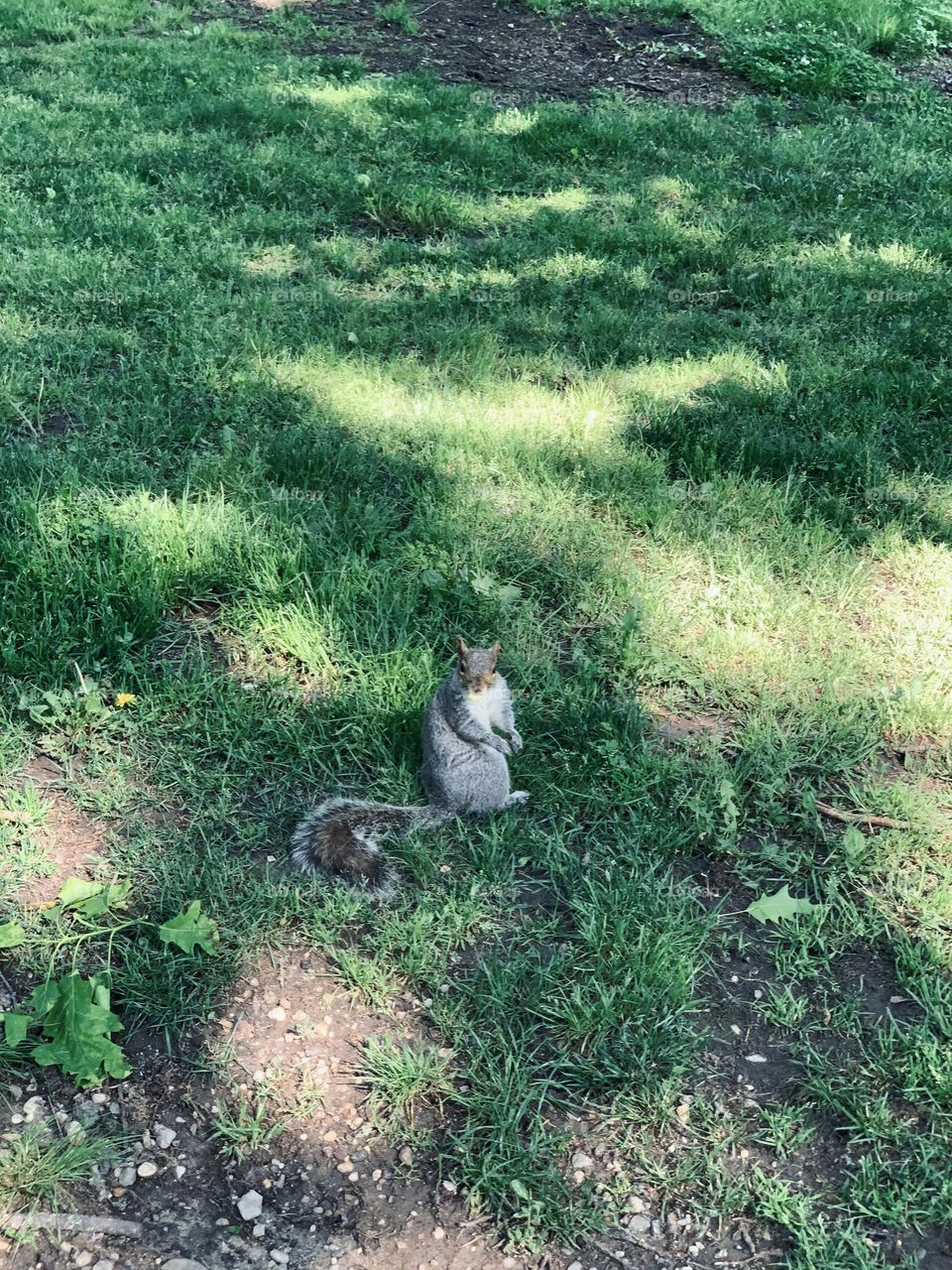 Squirrel eating nuts against green grass Central Park New York.