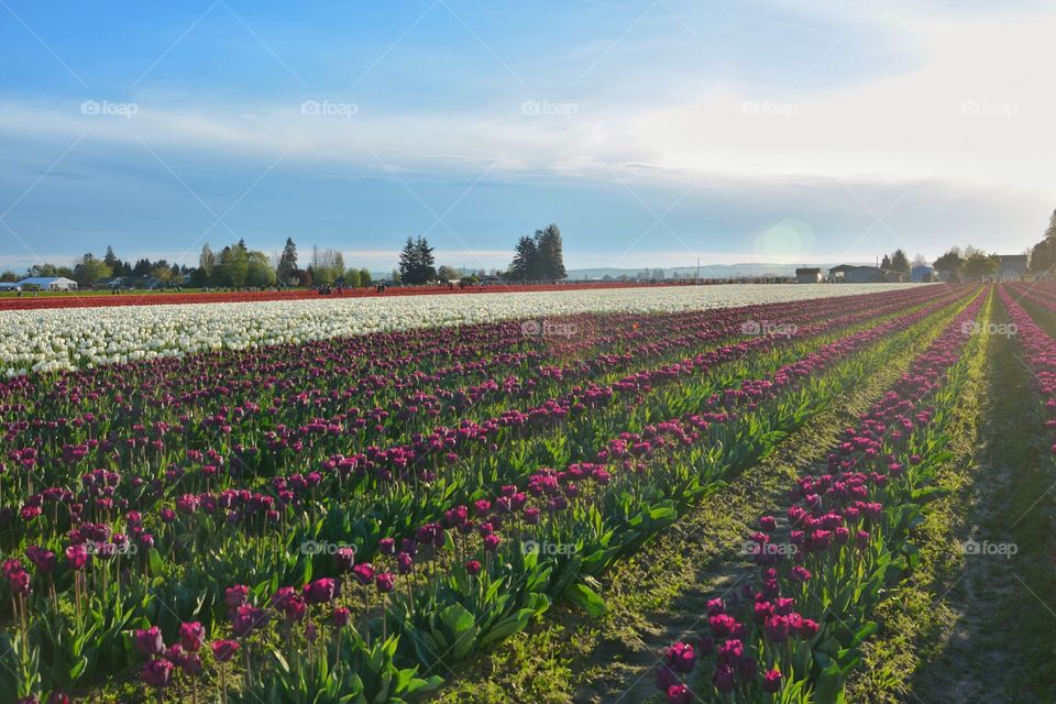 Tulip field