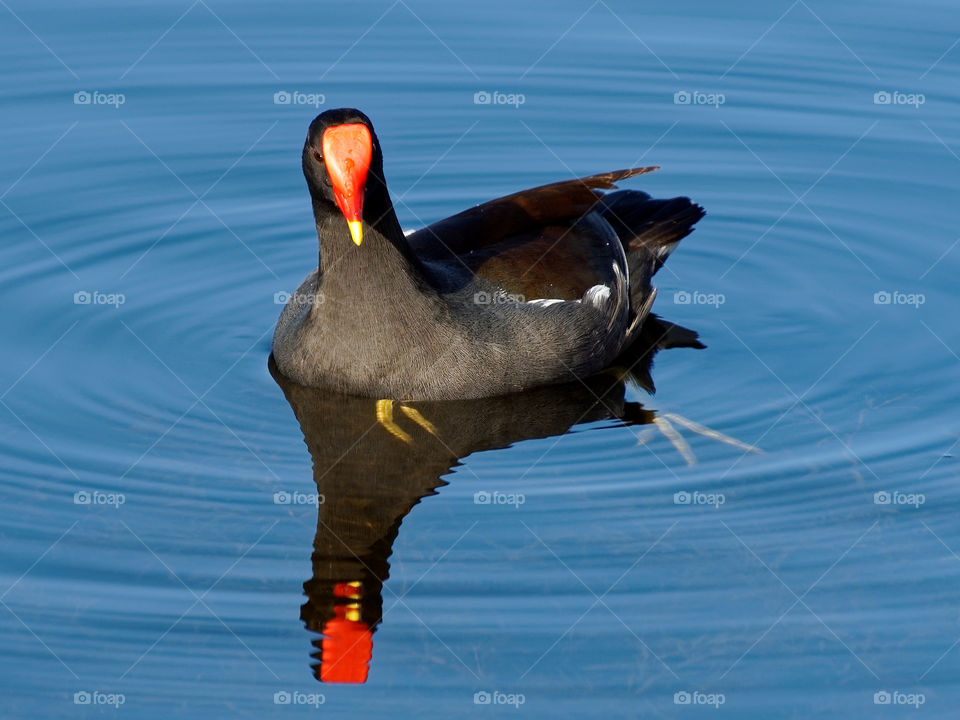 Moorhen Seeing Itself Reflected in Water