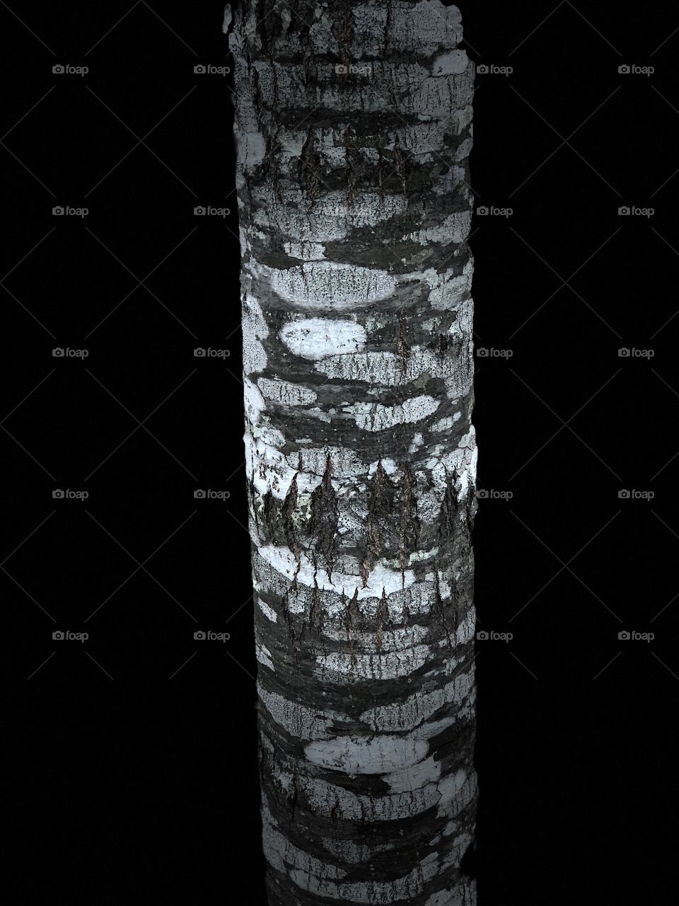 Interesting tree trunk