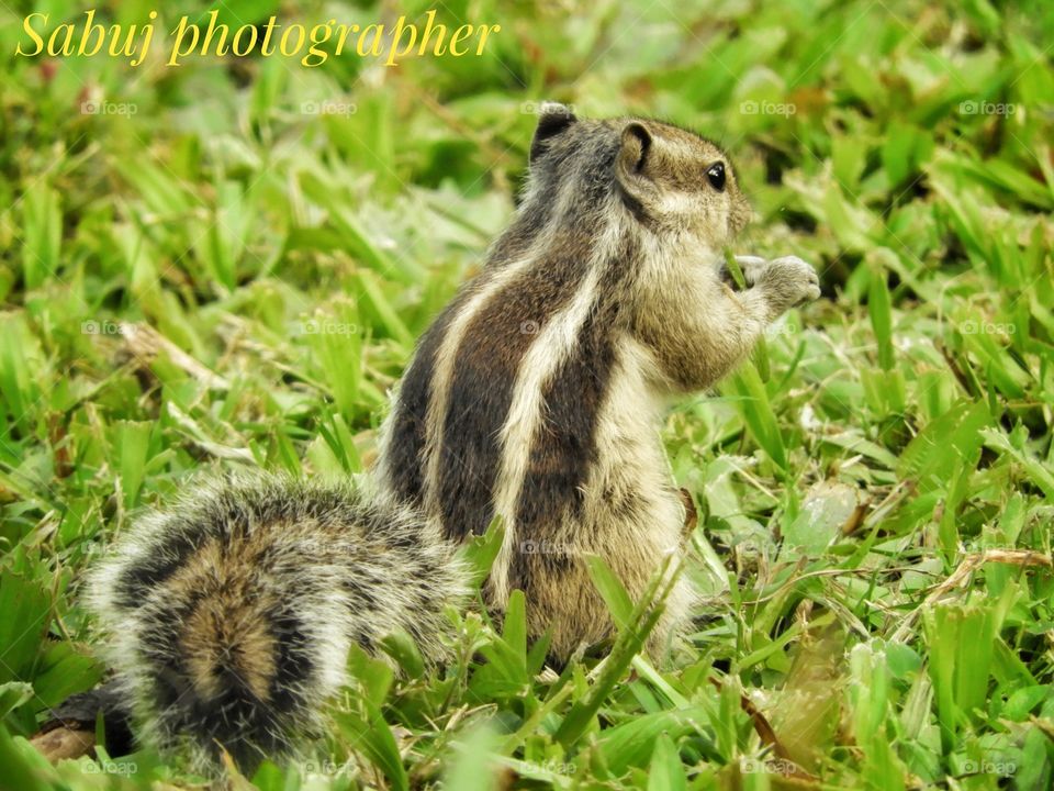 Eating food a Squirrel