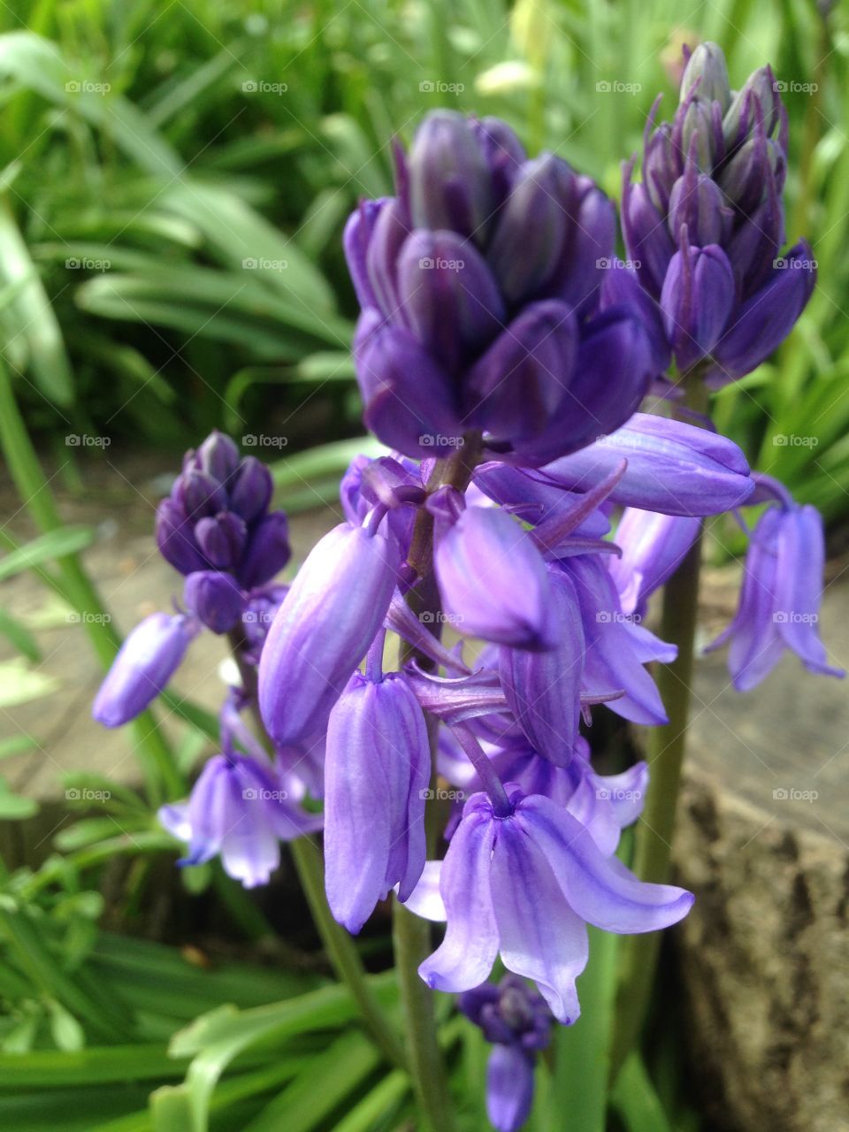 Bluebells