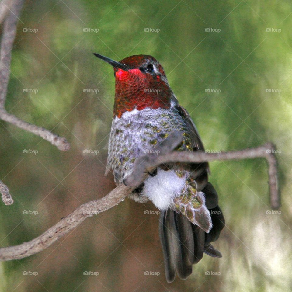 Male Anna's Hummingbird displaying red throat color