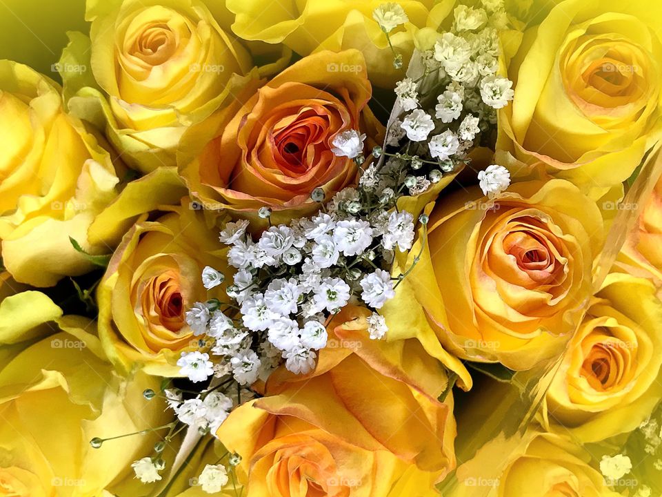 Yellow Roses