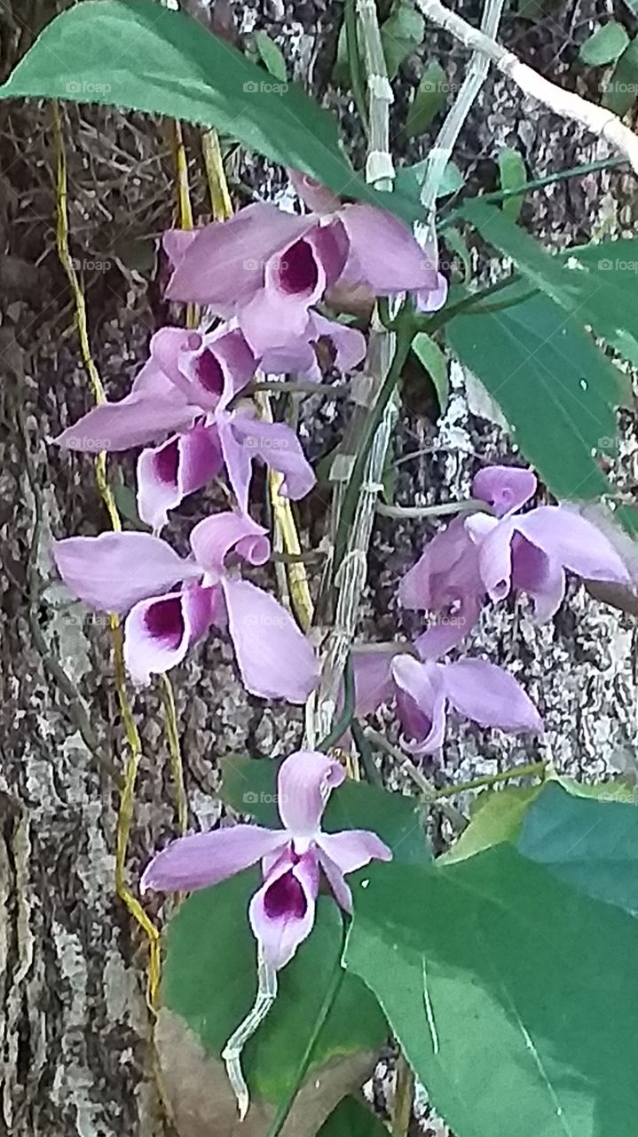 violet wild orchids