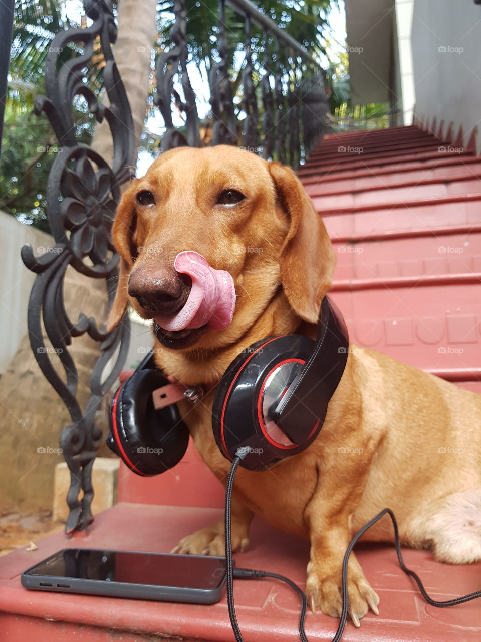 dog life and music life combined. living life.