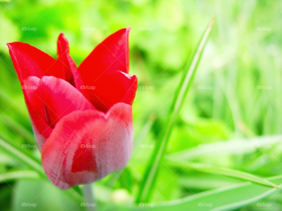 tulip