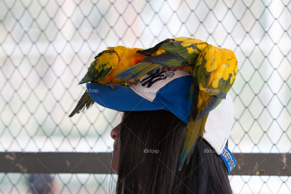 Parrots on the head