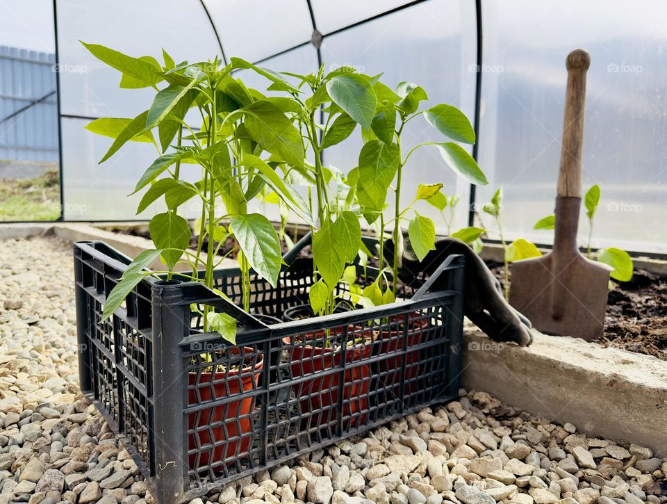 pepper seedlings in a greenhouse