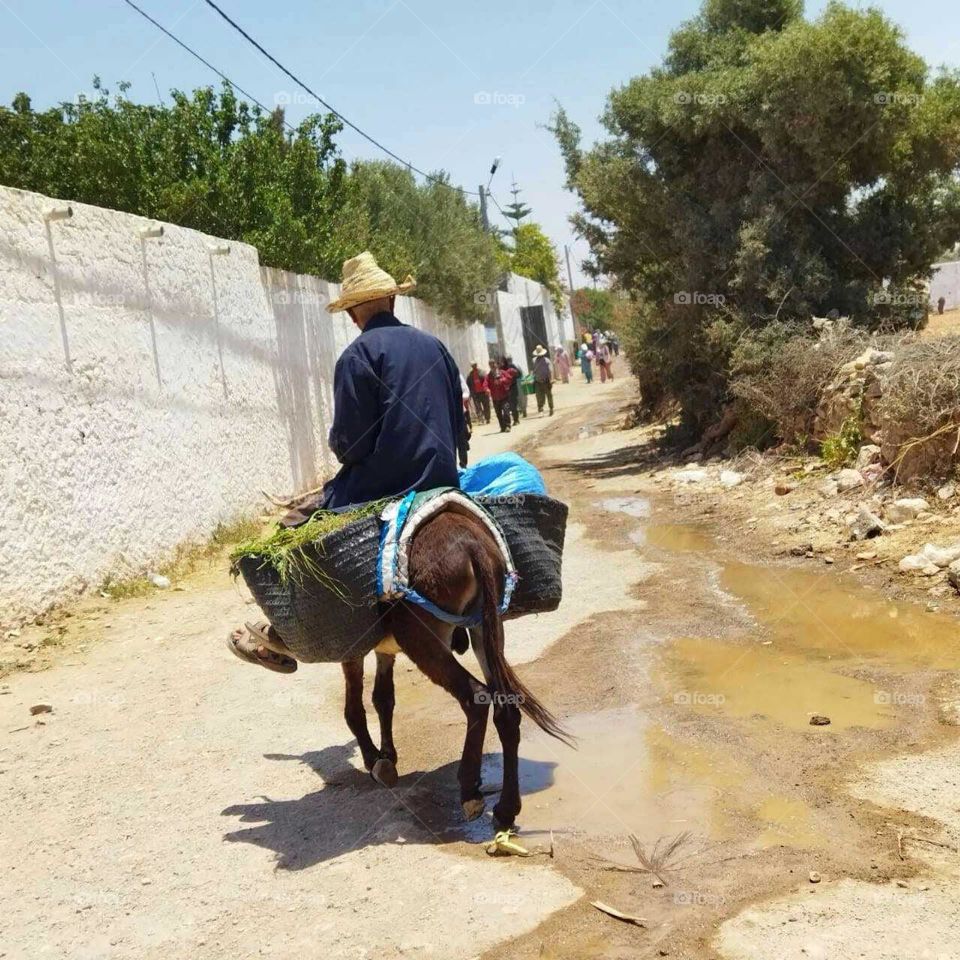 a man riding on a donkey in a countryside of Morocco