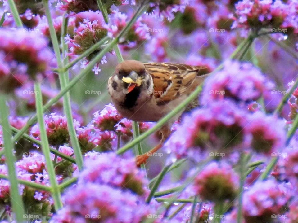 spring is colorful,  Romantic color