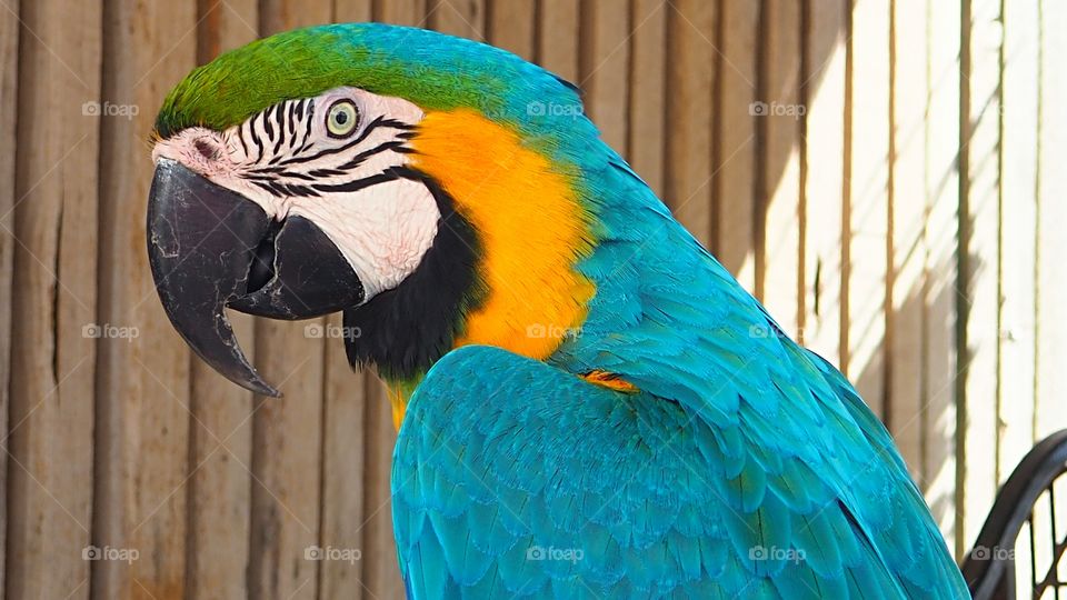 Macaw