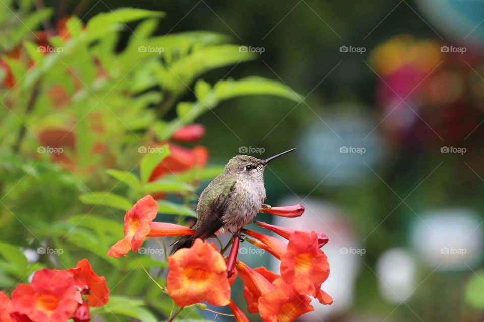 Hummingbird perched on red flowers 