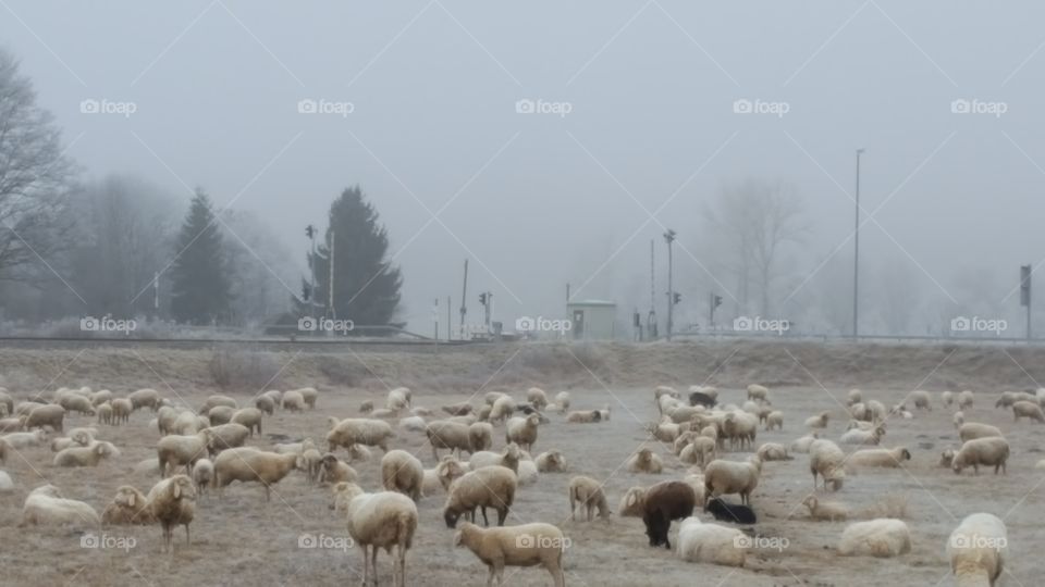 Schafe auf der Winter Weide