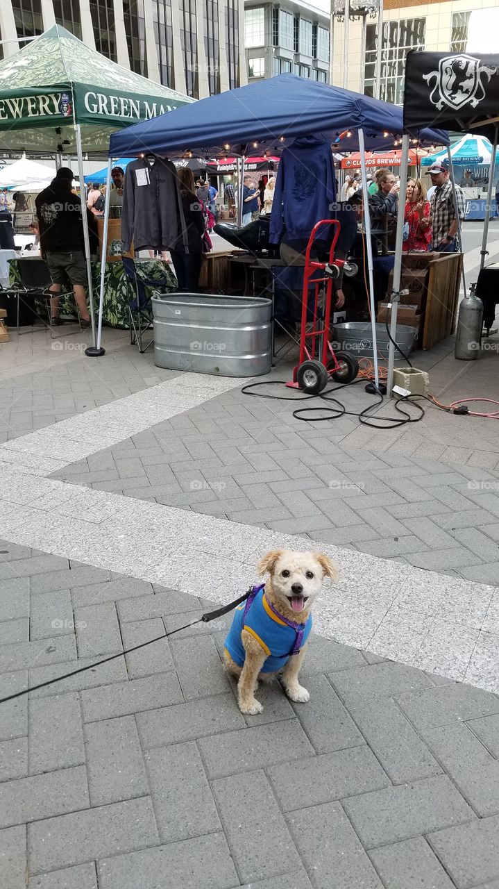 Street, City, Shopping, Dog, People